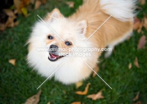 Cream Pomeranian on grass, smiling at camera.