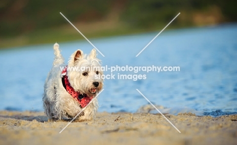 West Highland White Terrier walking near shore