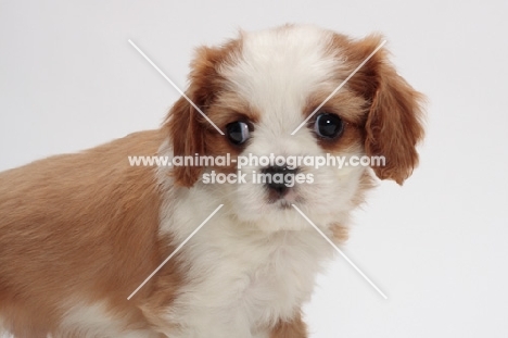 red and white Cavalier King Charles Spaniel, portrait