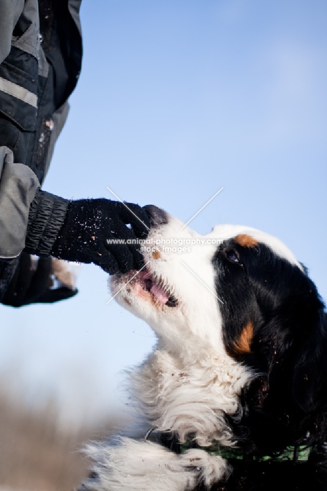 Bernese Mountain Dog accepting a treat
