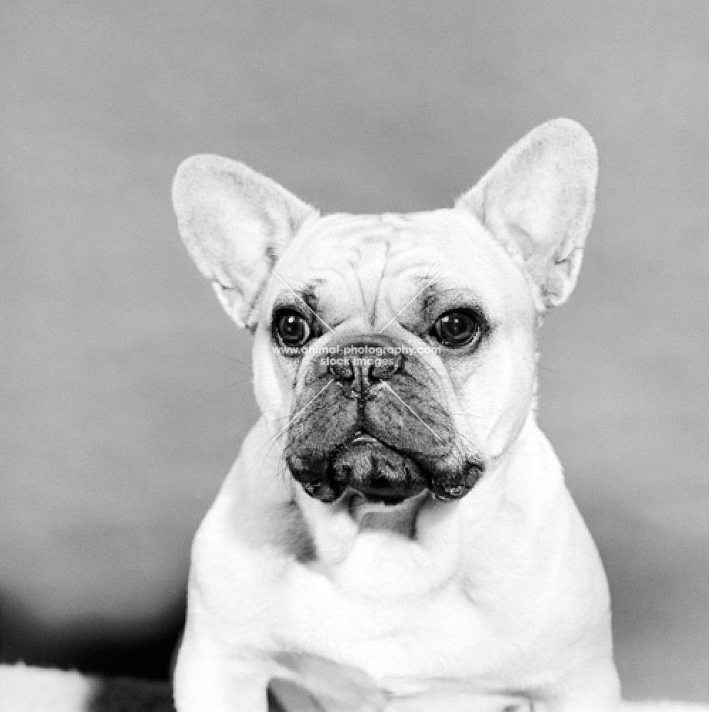 young french bulldog looking unsure