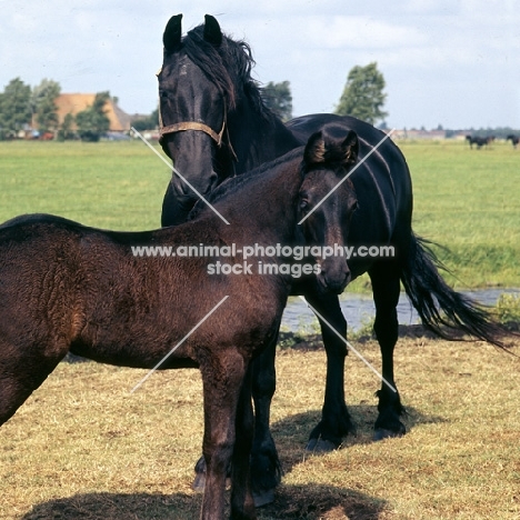 Friesian mare and foal in field in Holland
