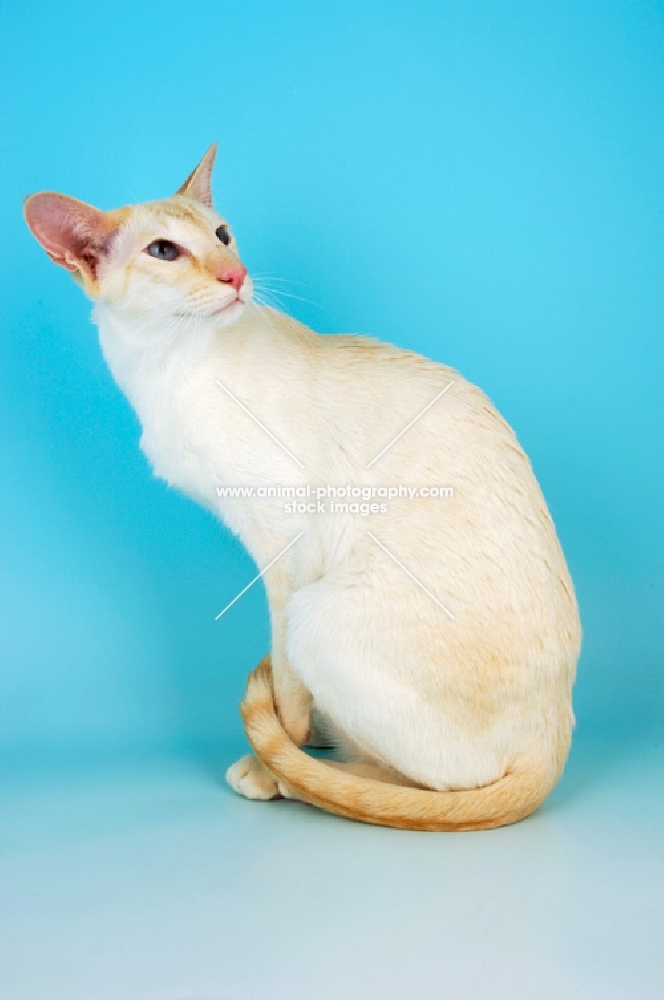 red point siamese cat sitting down