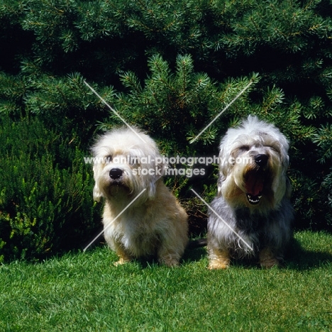 two dandie dinmonts, one yawning