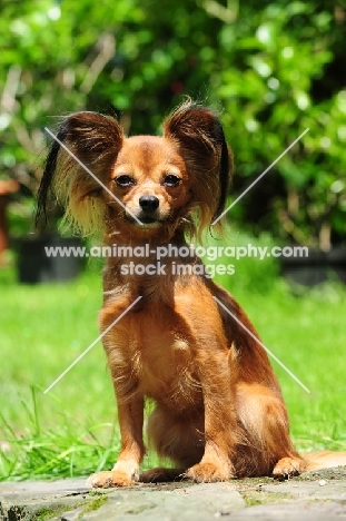 Russian Toy Terrier sitting and looking at camera