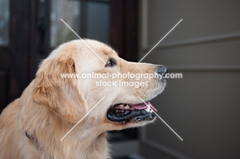 Golden retriever in profile