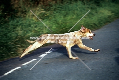 trail hound crossing road in race at ennerdale, lake district