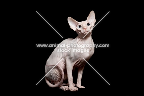 sphynx cat looking at camera