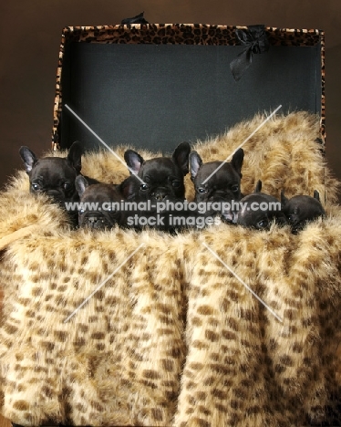 six black French Bulldog puppies in a furry box