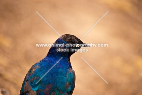 Superb Starling on a rock in Kenya