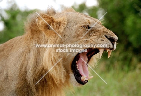 Lion showing teeth