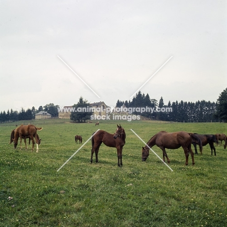 group of French Anglo Arab  horses