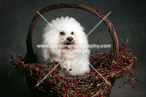 bichon frise sitting in basket