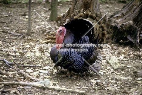 north american wild turkey