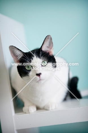 black and white cat crouching
