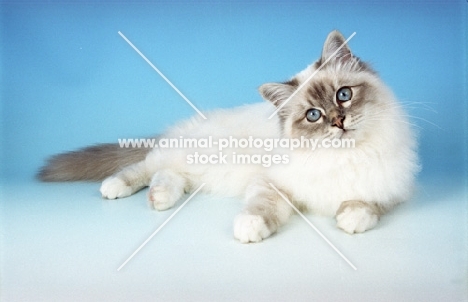 blue tabby Birman, lying down