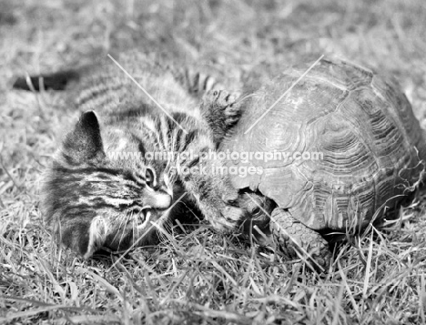 tabby kitten pawing at tortoise on grass