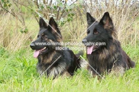 two German Shepherd Dogs (Alsatians) lying down on grass