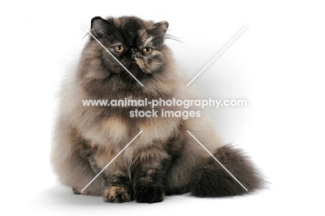 female Tortoiseshell Persian