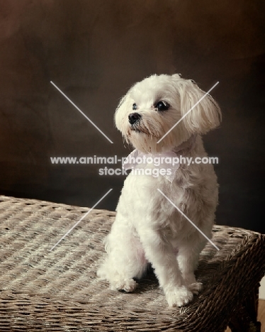 white Maltese dog sitting on basket