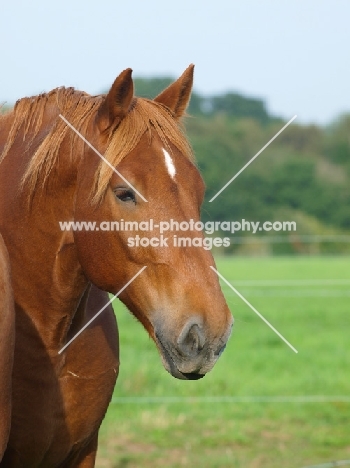 Suffolk Punch portrait