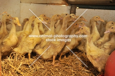 Aylesbury ducklings