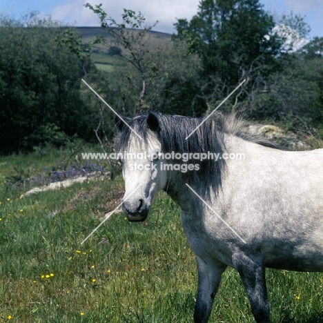 shilstone rocks snowfall, dartmoor pony mare with moorland background