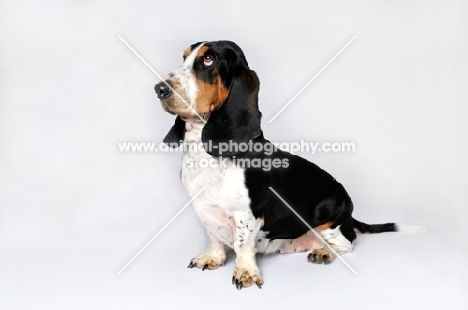 Basset Hound sitting in studio on white background