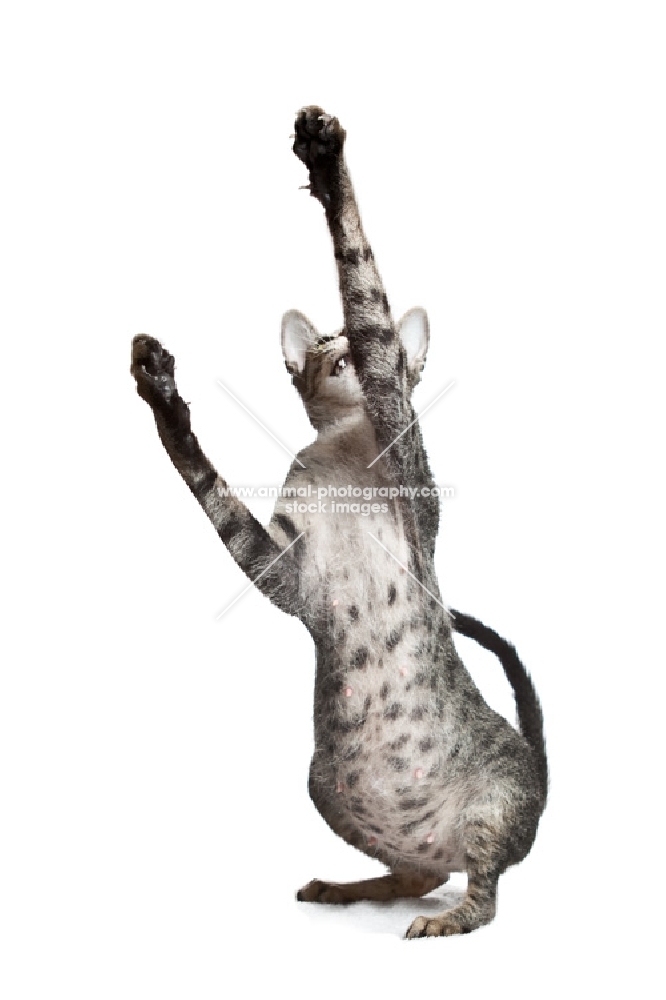 Pregnant peterbald cat playing