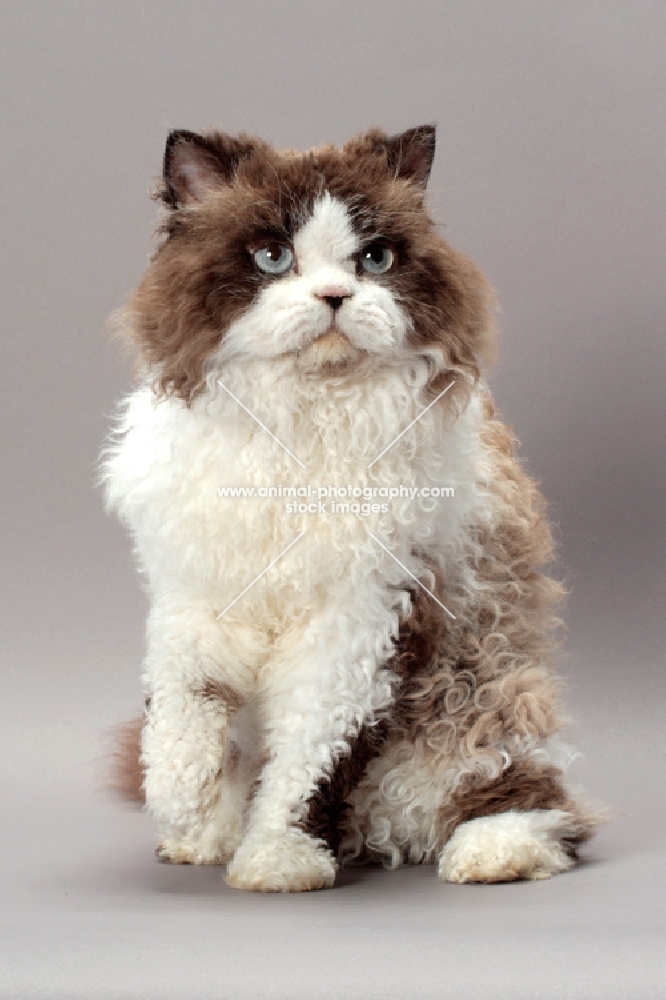 Seal Point & White Selkirk Rex, front view
