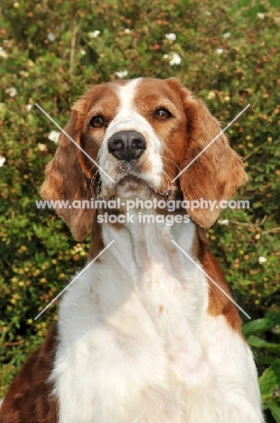 Welsh Springer Spaniel portrait