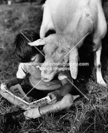 goat reading book with boy