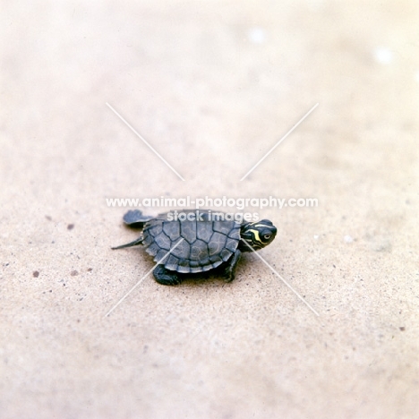 young terrapin