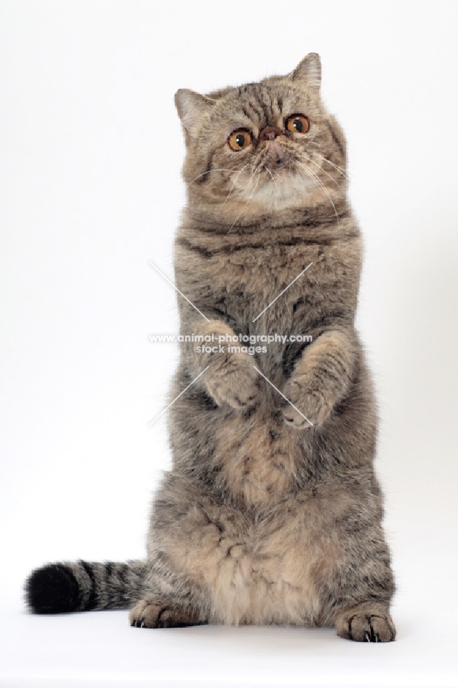 Exotic Shorthair, Brown Mackerel Tabby colour, on hind legs