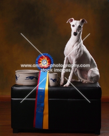 Whippet with award