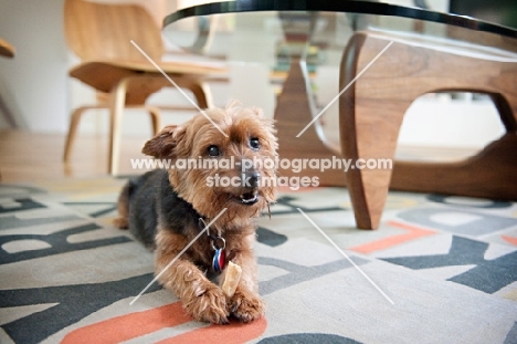 yorkshire terrier mix chewing toy