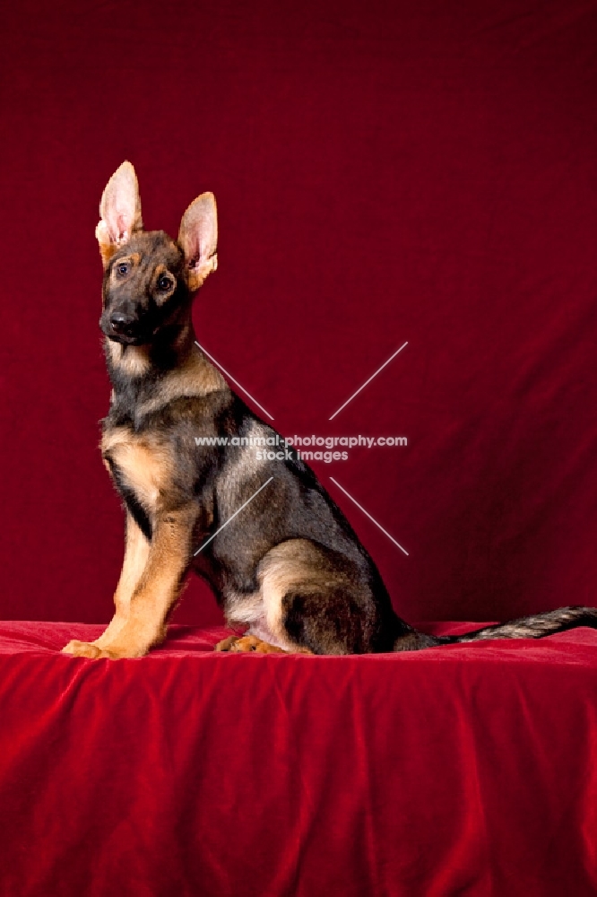 young German Shepherd Dog sitting