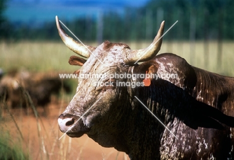 nguni bull in swaziland