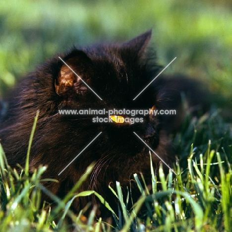 long hair black cat  with slit eyes lurking in grass