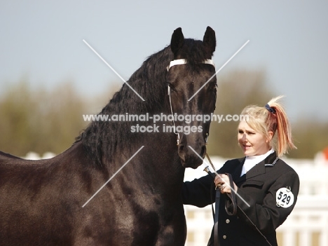 Friesian at show