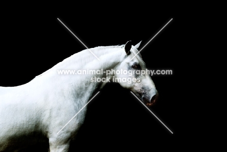 lipizzaner on black background