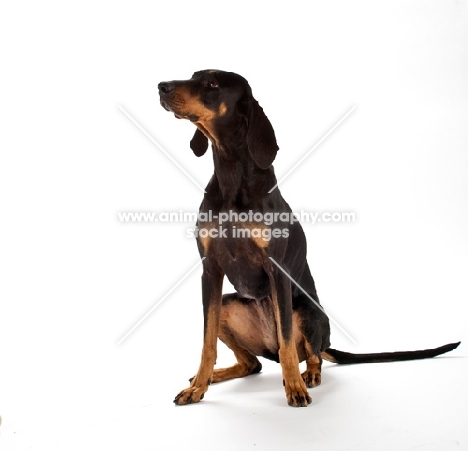 black an tan Coonhound in studio