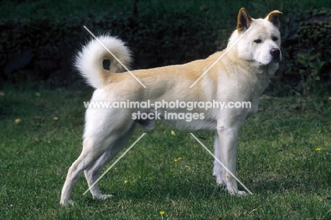 Korean Jindo, side view