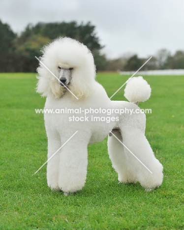 white standard Poodle on grass