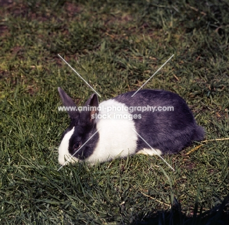 dutch marked rabbit 