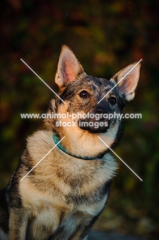 Swedish Vallhund head study