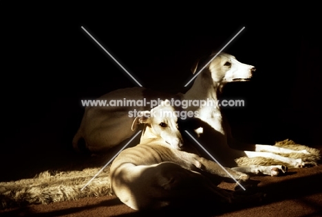 whippets lying in the sun indoors