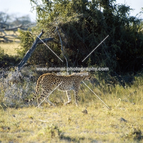 cheetah walking in amboseli np, east africa,  side view