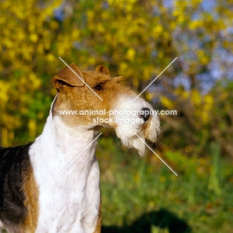 eng/am/ irish ch galsul excellence, wire fox ferrier head study