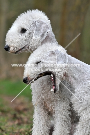 Bedlington Terriers, one yawning